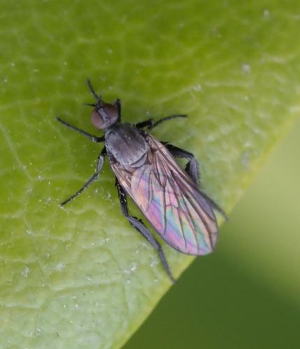 Réf. 251 413 : Empis sp.